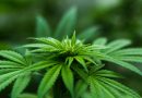 Celstraffen voor bendeleden cannabisplantages